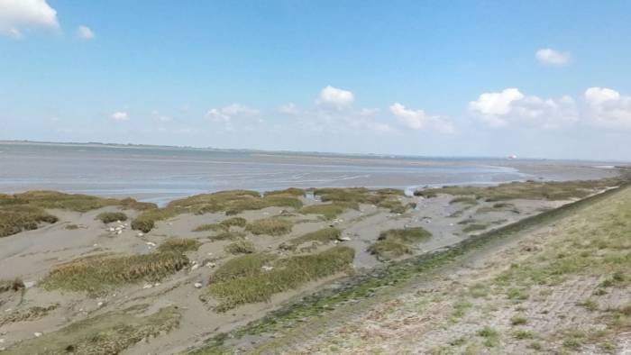 De Westerschelde wordt al jarenlang vervuild met PFAS-houdend afvalwater.