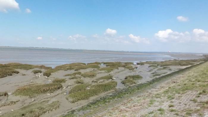 De Westerschelde wordt bedreigd door PFAS-lozingen van industrie en waterzuiveringen.