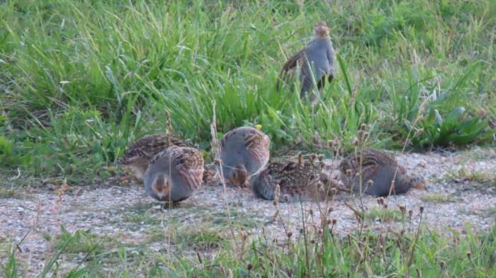 De patrijzenfamilie, op het grindpad bij de Ravensteinflat.