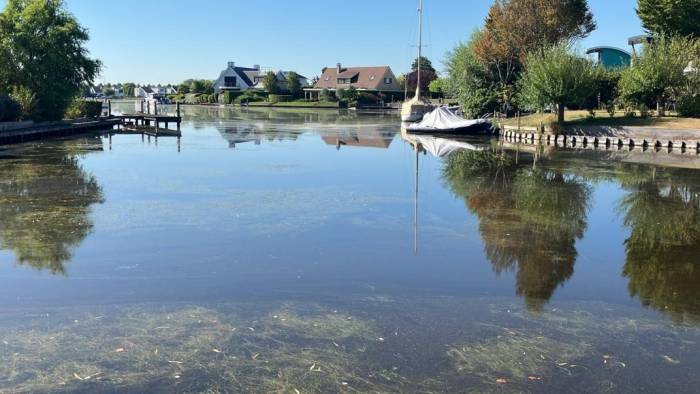 Ruppia Goese Meer