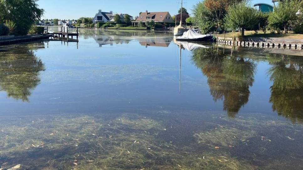 Ruppia Goese Meer
