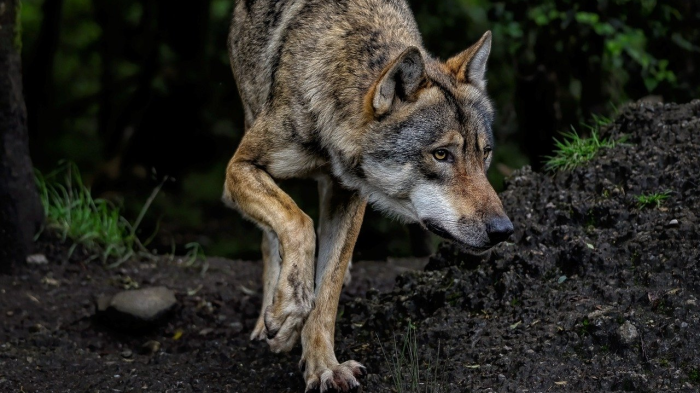 De wolf is in opmars, en dreigt zich ook in Reimerswaal te vestigen - vrezen coalitiepartijen SGP en Leefbaar.
