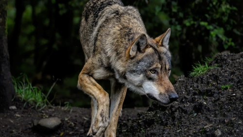De wolf is in opmars, en dreigt zich ook in Reimerswaal te vestigen - vrezen coalitiepartijen SGP en Leefbaar.