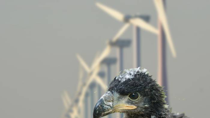 De windmolens staan bij het broedgebied van de zeearend.